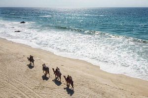 Tenistas pasean en camellos durante Abierto de Tenis Mifel de Los Cabos