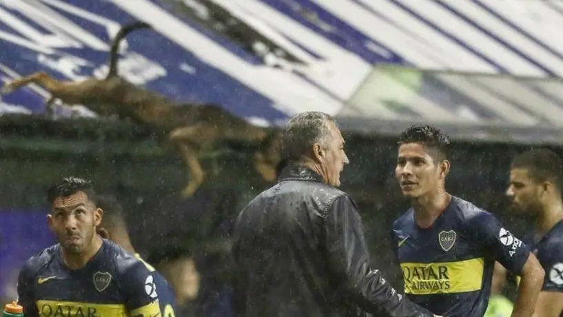 Perro 'salta' a la fama al meterse al campo de la Bombonera