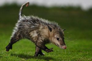 Bayern confirma interés en tlacuache que invadió cancha del Veracruz