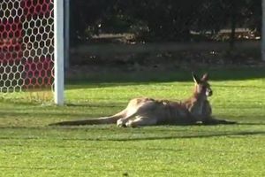 Canguro se metió al campo e interrumpió un juego de futbol