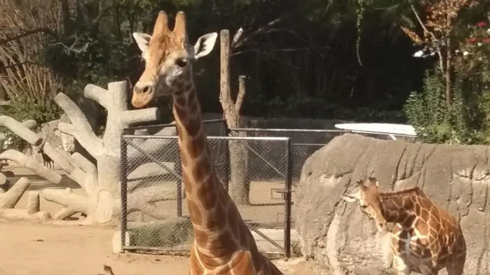 Piden llamar 'Jirafifita' a la nueva integrante del zoológico de Chapultepec