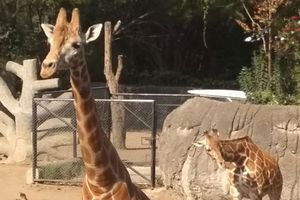 Piden llamar 'Jirafifita' a la nueva integrante del zoológico de Chapultepec
