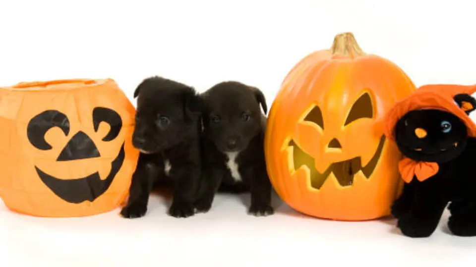 Perros y gatos podrían estar en riesgo durante el Día de Muertos. / iStock