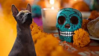 Xoloitzcuintle ya es patrimonio cultural inmaterial de CDMX: ¿esto qué significa?