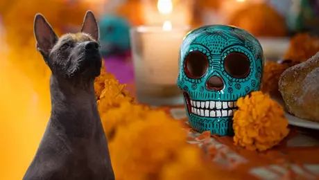 Xoloitzcuintle ya es patrimonio cultural inmaterial de CDMX: ¿esto qué significa?