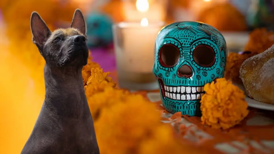 Xoloitzcuintle ya es patrimonio cultural inmaterial de CDMX: ¿esto qué significa?