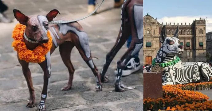 La declaratoria busca preservar los conocimientos y las creencias relacionadas con el xoloitzcuintle, así como su presencia en la historia de la capital./Especial