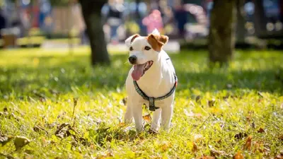 ¿Están envenenando perros en La Condesa? Investigan muerte de tres mascotas en Parque España