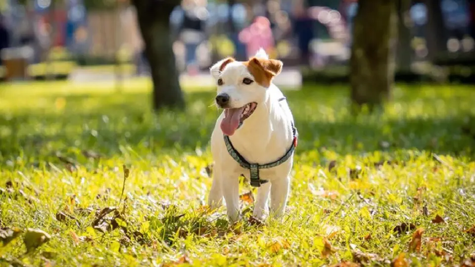 ¿Están envenenando perros en La Condesa? Investigan muerte de tres mascotas en Parque España