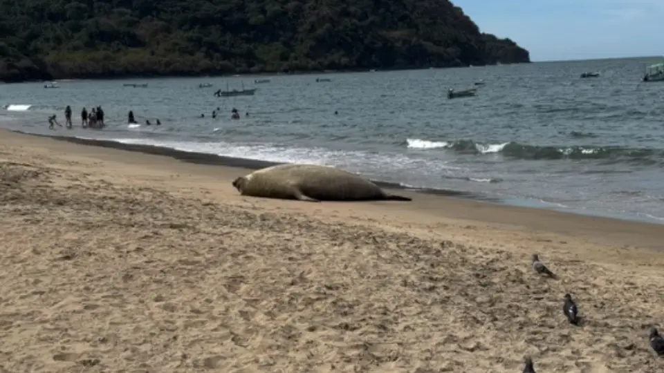 El mamífero se quedó en la playa recostado sin molestar a nadie / Especial