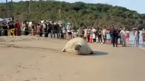 El elefante marino llegó a una playa de Nayarit causando asombro / Especial