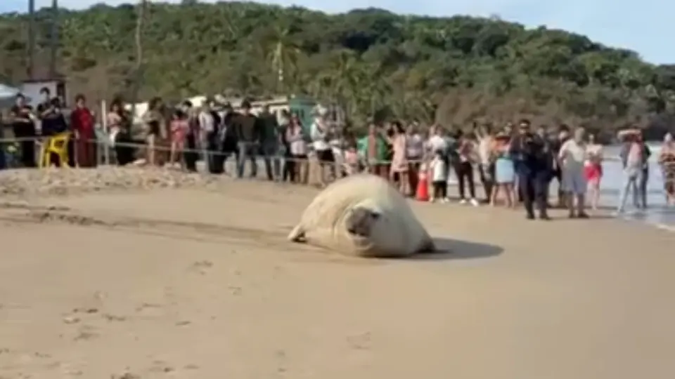 El elefante marino llegó a una playa de Nayarit causando asombro / Especial