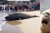 VIDEO: Elefante marino gigante sorprende en playas de Nayarit