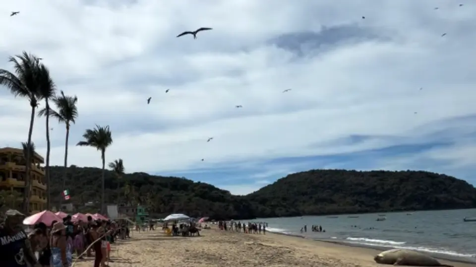 La Marina resguardó la zona para que elefante marino no fuera molestado / Especial