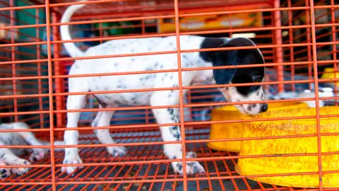 La Ciudad de México aprobó nuevas reglas para frenar la venta informal de perros y gatos en redes sociales. / iStock
