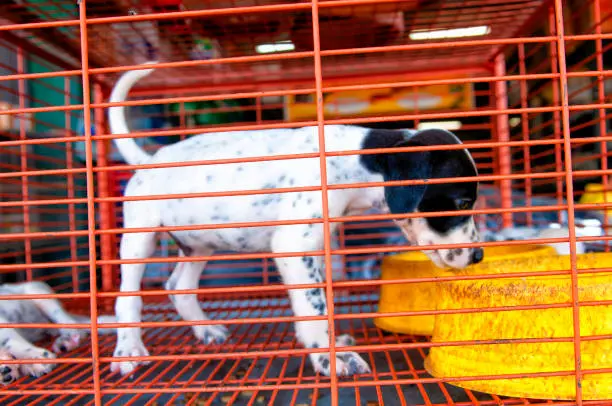 La Ciudad de México aprobó nuevas reglas para frenar la venta informal de perros y gatos en redes sociales. / iStock