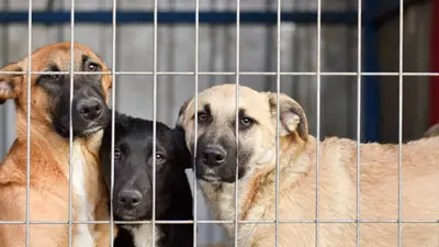 Ya no podrás vender perros y gatos libremente en redes sociales en CDMX