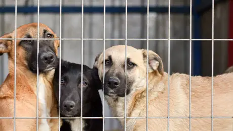 Ya no podrás vender perros y gatos libremente en redes sociales en CDMX