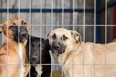 Ya no podrás vender perros y gatos libremente en redes sociales en CDMX