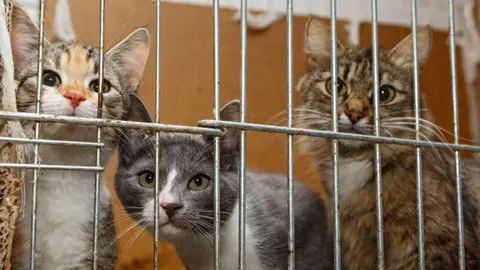 Solo personas con permisos y registros oficiales podrán ofrecer perros y gatos en internet en CDMX. / iStock
