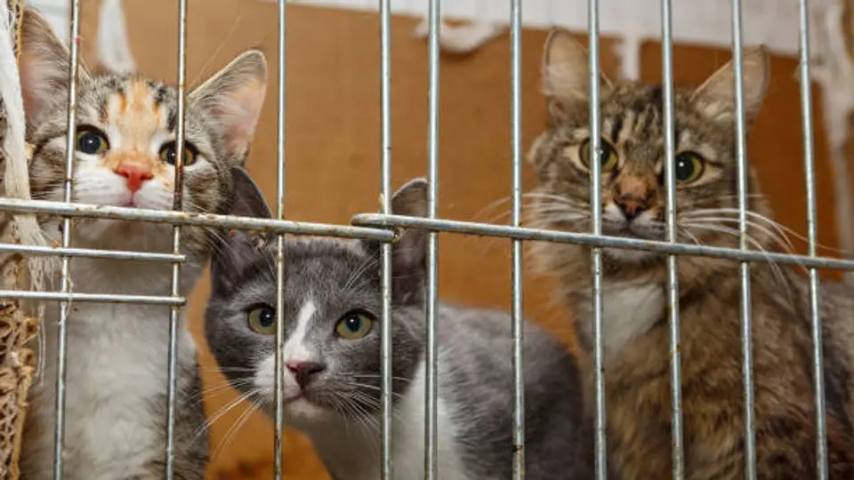 Solo personas con permisos y registros oficiales podrán ofrecer perros y gatos en internet en CDMX. / iStock