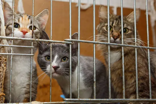Solo personas con permisos y registros oficiales podrán ofrecer perros y gatos en internet en CDMX. / iStock