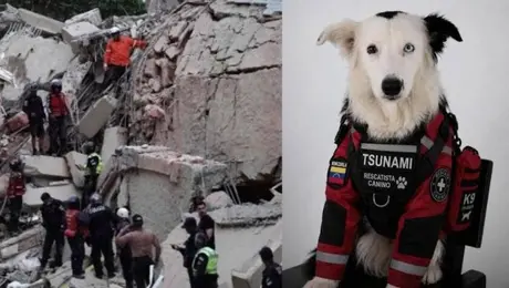 ¿Quién es Tsunami? El perro rescatista que pasó del maltrato a salvar vidas en Venezuela