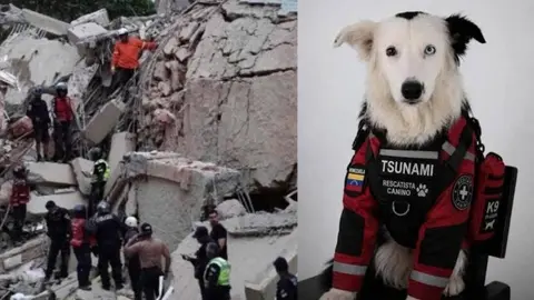 ¿Quién es Tsunami? El perro rescatista que pasó del maltrato a salvar vidas en Venezuela