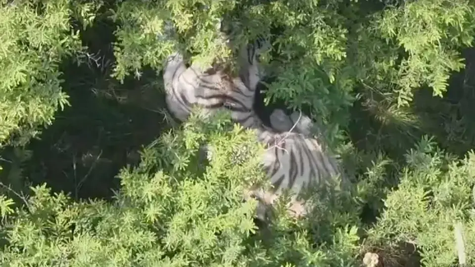 Capturan a tigre de Bengala que escapó en Edomex; así fue el operativo con drones para localizarlo