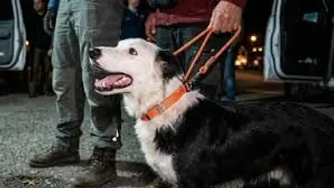 Antes de convertirse en rescatista, Tsunami fue rescatado de una situación de abandono y maltrato por la Asociación Pro Defensa de los Animales (Aproa)./ RS