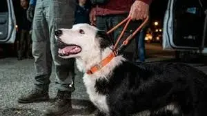 Antes de convertirse en rescatista, Tsunami fue rescatado de una situación de abandono y maltrato por la Asociación Pro Defensa de los Animales (Aproa)./ RS