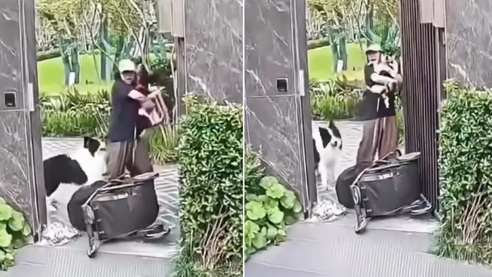Mujer elige proteger a su mascota y dejar expuesto a su bebé durante ataque de otro perro / VIDEO
