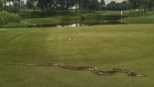 Serpiente invade campo de golf en Malasia