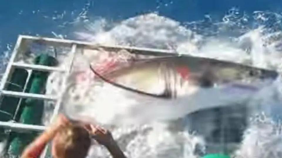 Tiburón blanco mete tremendo susto a buzo