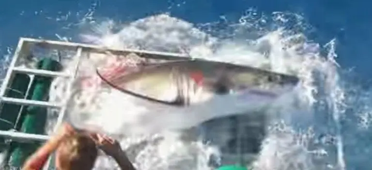 Tiburón blanco mete tremendo susto a buzo