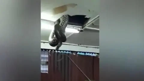 Víbora gigante cae del techo en un restaurante