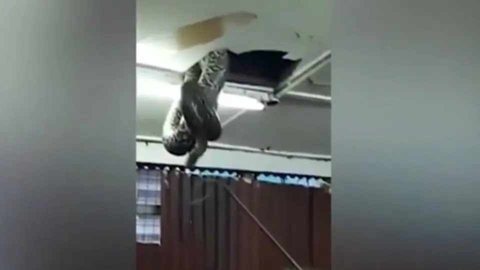 Víbora gigante cae del techo en un restaurante