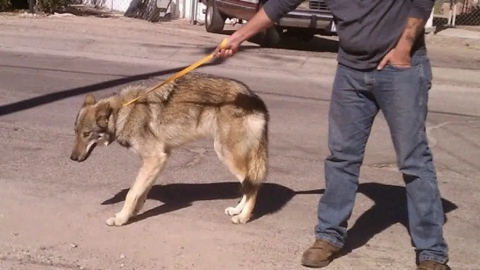 Joven adopta cachorro de lobo por error