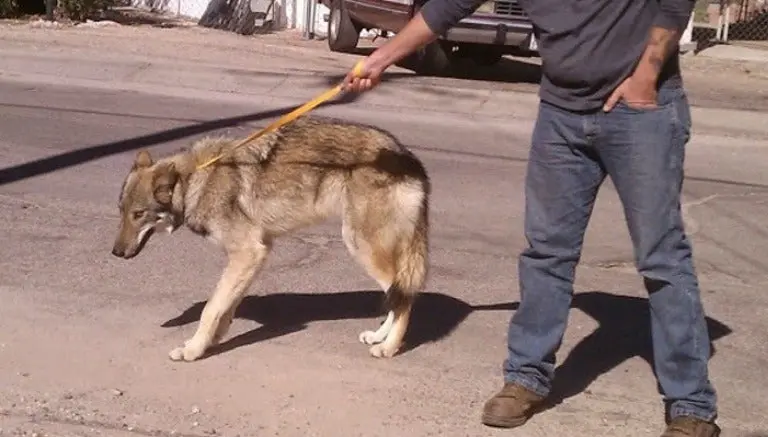 Joven adopta cachorro de lobo por error