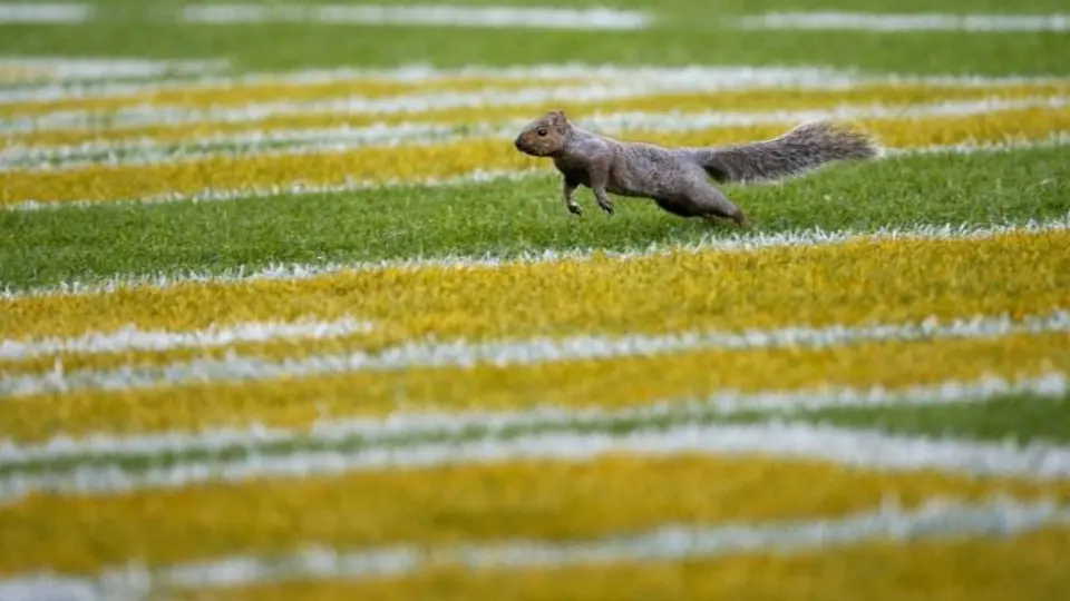 Ardilla 'invade' el césped en partido de NFL