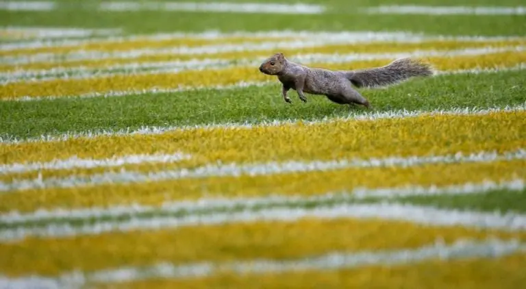 Ardilla 'invade' el césped en partido de NFL