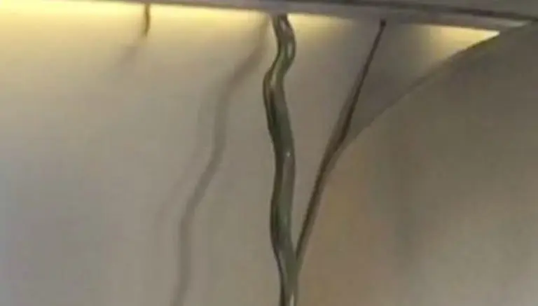 Víbora se cuela entre pasajeros de avión que viajaba a la CDMX