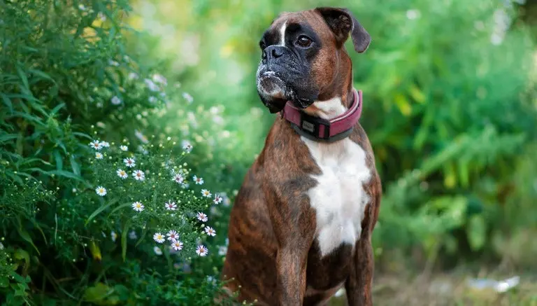 'Strawberry', el perro más fotogénico del mundo