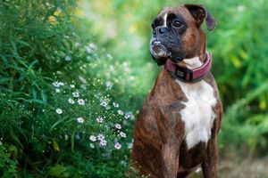 'Strawberry', el perro más fotogénico del mundo