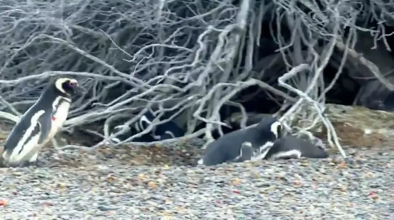 Pingüino sufre infidelidad y es vapuleado por el 'amante'