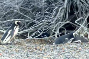 Pingüino sufre infidelidad y es vapuleado por el 'amante'