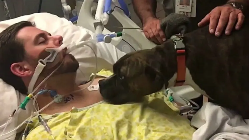Perrita logra despedirse de su dueño moribundo