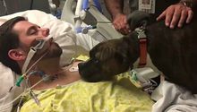 Perrita logra despedirse de su dueño moribundo