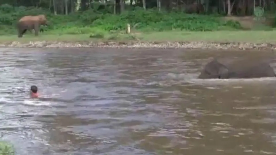 Elefante se lanza al río para salvar a su cuidador
