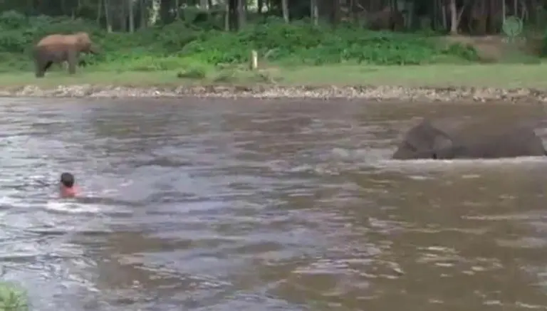 Elefante se lanza al río para salvar a su cuidador